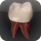 Real Tooth Morphology Free