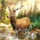 Hunting Clash: Hunting Game. Shooting Simulator